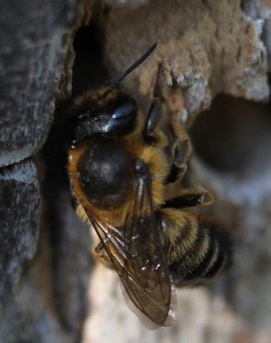 Megachile willughbiella